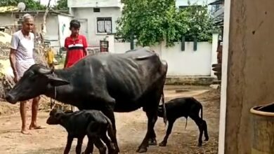 Photo of कुदरत की अदभुत लीला! भैंस ने दिया दो बछड़ों को जन्म।