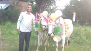 Photo of गोंदिया के कटंगी ग्राम में हुआ पोला का पर्व, किसानों के बैल जोड़ी का किया गया पूजन।