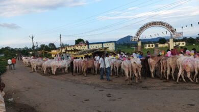 Photo of ग्राम घोटी में पोला पर्व हर्षोल्लास के साथ मनाया गया आज निकली नारबोद