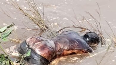 Photo of 17 किलोमीटर दूर मिला लापता युवक का शव, चार दिन पहले सोन नदी में बहा था युवक ग्राम पौनी के लालकराड सोन नदी घाट पर गहरे पानी में मिला शव